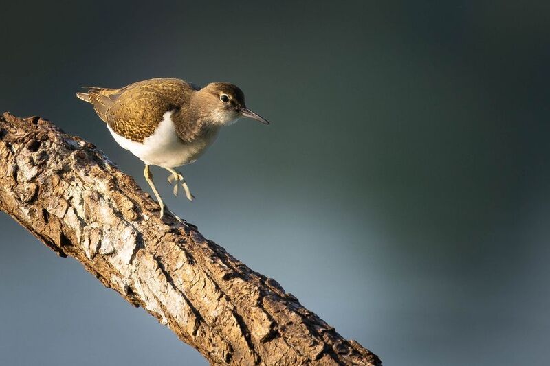 Tringa ochropusphoto preview