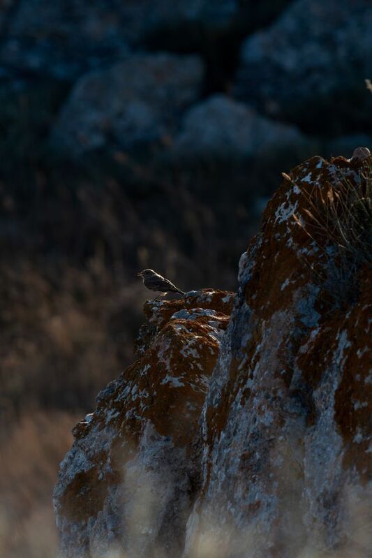 Anthus petrosusphoto preview