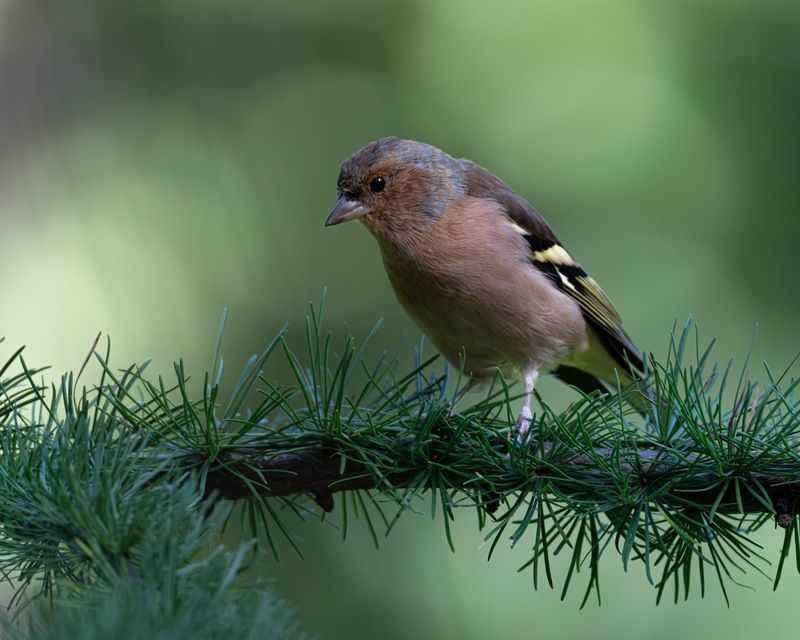 зяблик, птицы Зябликphoto preview