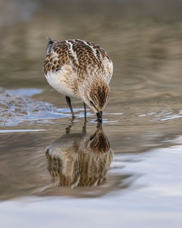 кулик-воробей, кулик, воробей, птицы, кулик воробей Кулик-воробейphoto preview