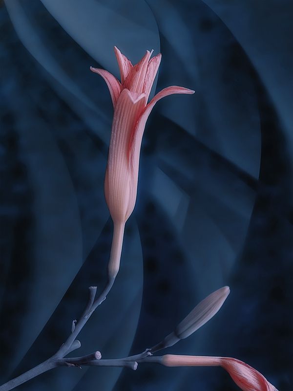 лилия, бутон, цветок, розовый, синий В нежно-розовом и синемphoto preview