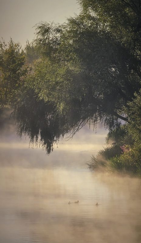 хопёр, ворона, река, утро, туман Ранним утром на реке...photo preview