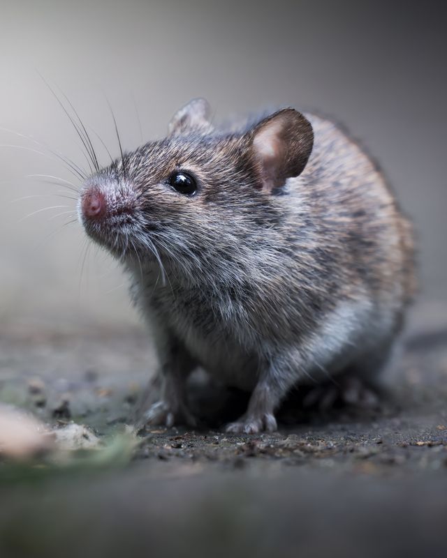 Полевая мышь (Apodemus agrarius) photo preview