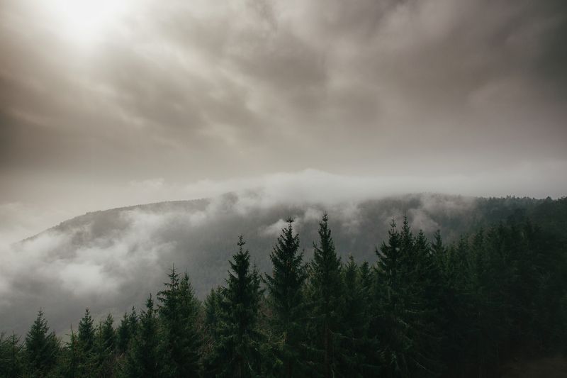 fog morning forest alone france lanscape land silent strasbourg Church otrott Mont-Sainte-Odile Land of Forestsphoto preview