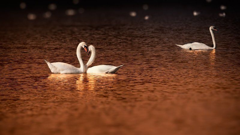 Третий лишний?photo preview