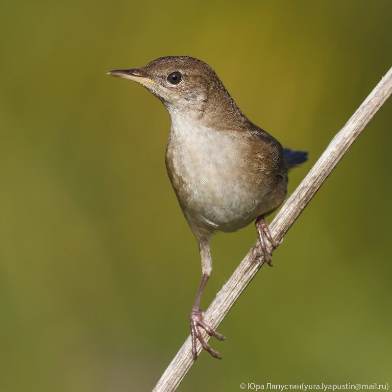 Соловьиный сверчок Savi\'s warbler.photo preview