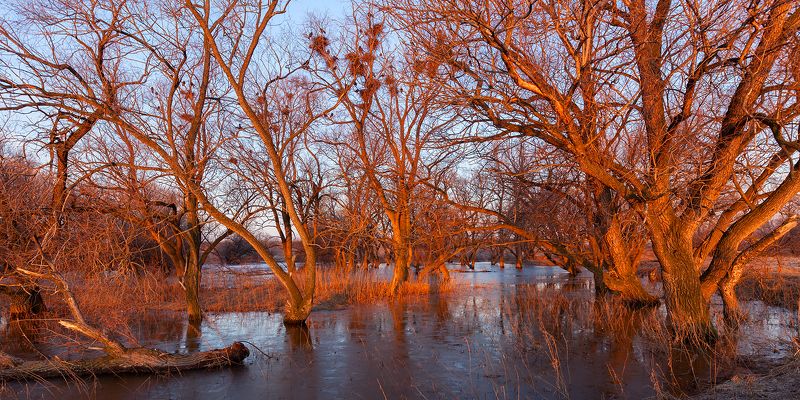 Грачи прилетелиphoto preview