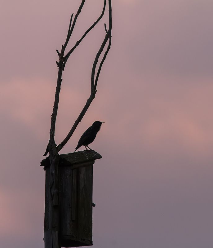 Скворец, весна Скоро на всех дачах страны :)photo preview