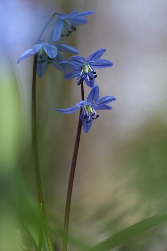 пролеска ***photo preview