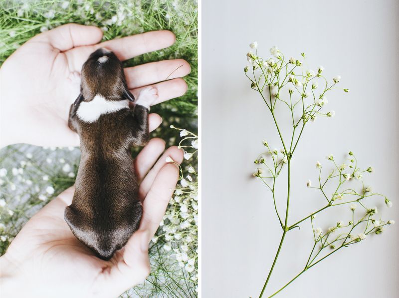 Щенокphoto preview