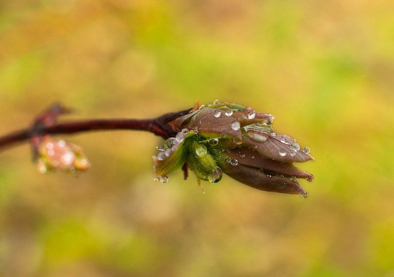 Волшебник весеннего лесаphoto preview