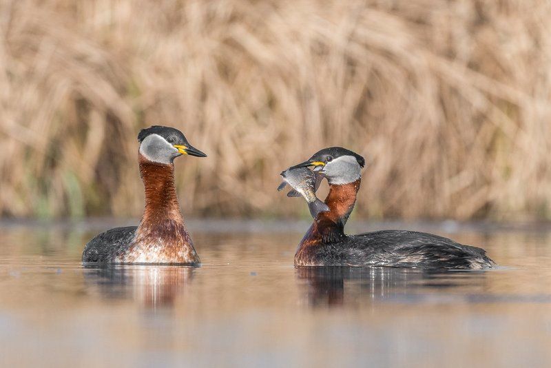 perkoz rdzawoszyi, red-naked grebe, grebes, grebe, bird, podiceps grisegena Food presentation фото превью