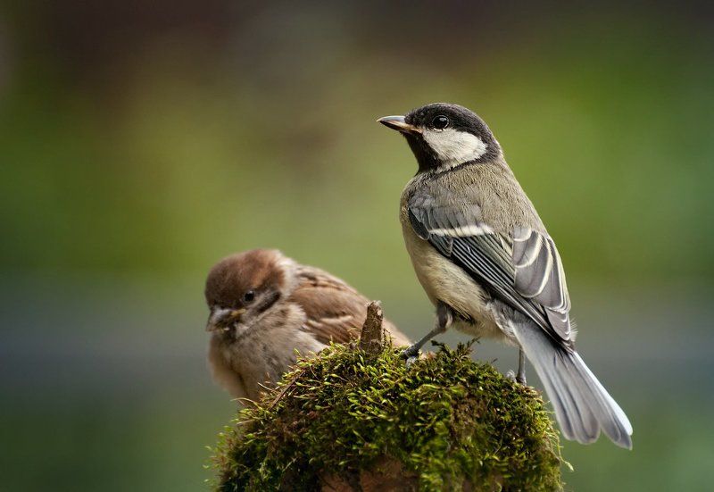 Воробей, Птицы, Синица Обиделся...photo preview