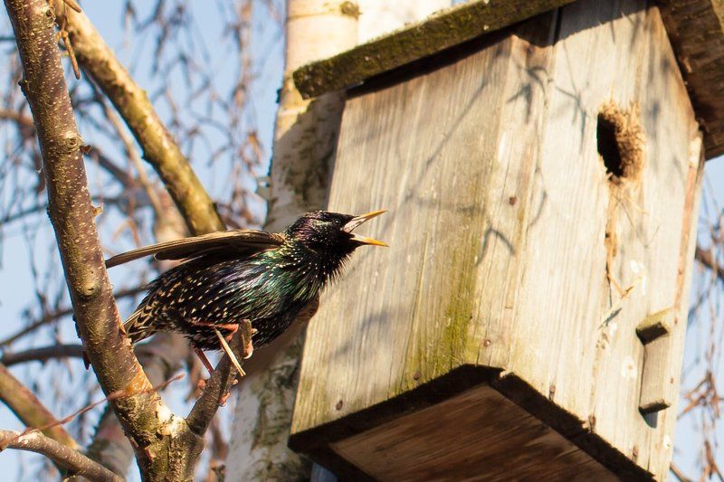 Весенние песниphoto preview