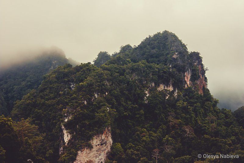 trees, landscape, outdoor, natural, mountain, amazing, foggy, nature, pics, free Nature (free photos)photo preview