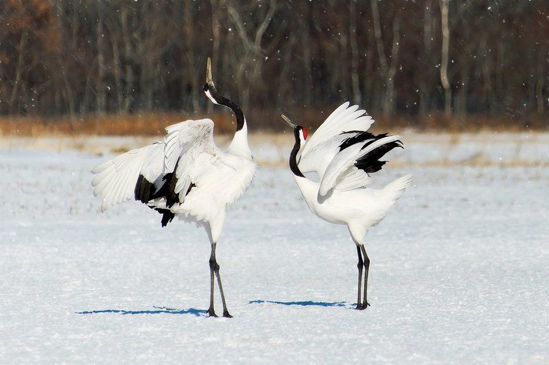 japan, crane, cranes, япония, журавли, снег, танец Танец журавлейphoto preview