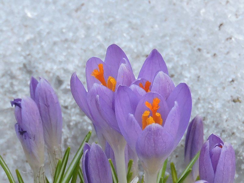 Весенние зарисовки фото превью