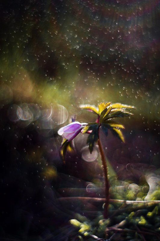 макро, весна, анемона, боке photo preview