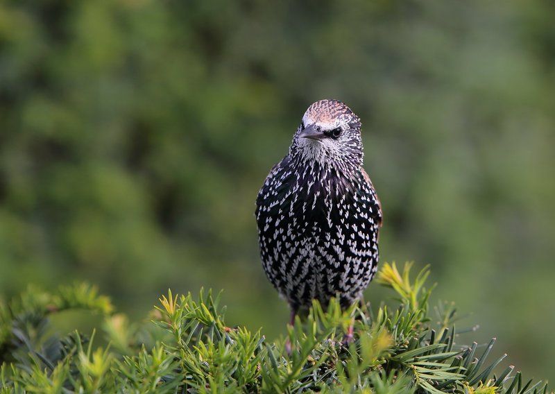 птицы, фотоохота, животный мир, лондон, англия Важные птицыphoto preview