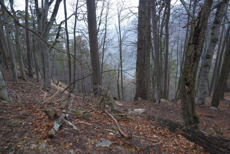 Воскресная прогулка по весеннему лесу.photo preview