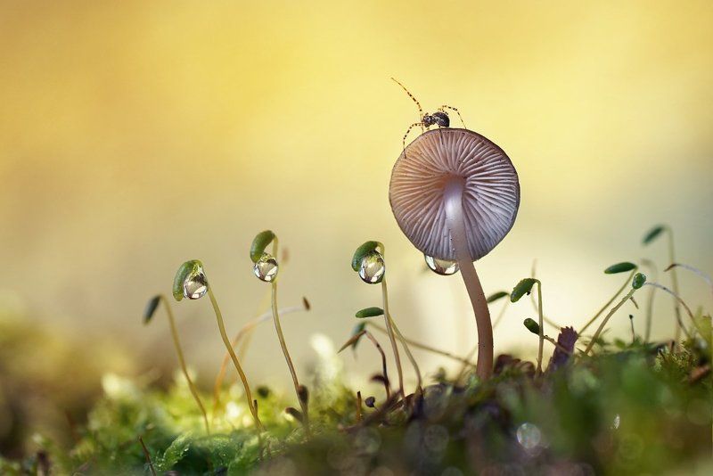 Лесная сказкаphoto preview