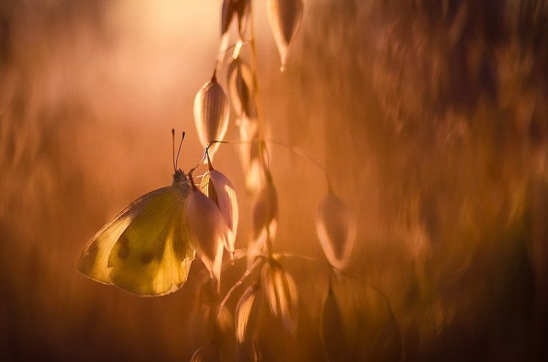 Тишинаphoto preview