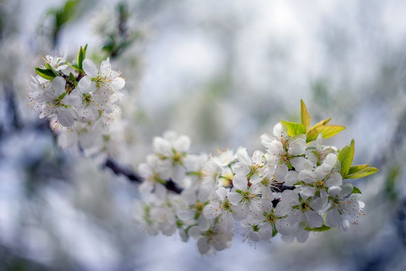 Сливовый цветphoto preview