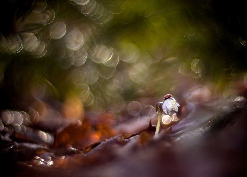 Сказки про весну...photo preview