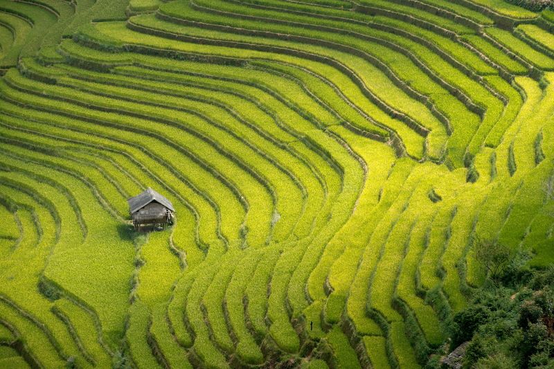 Rice terraces in Mu Cang Chai, North Vietnamphoto preview