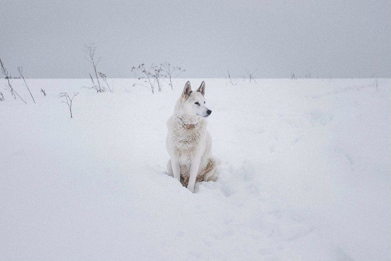 Белый клыкphoto preview