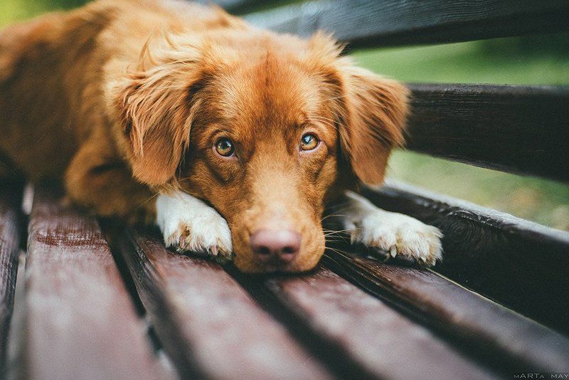 dog, toller, red, animal, cute Толлерphoto preview