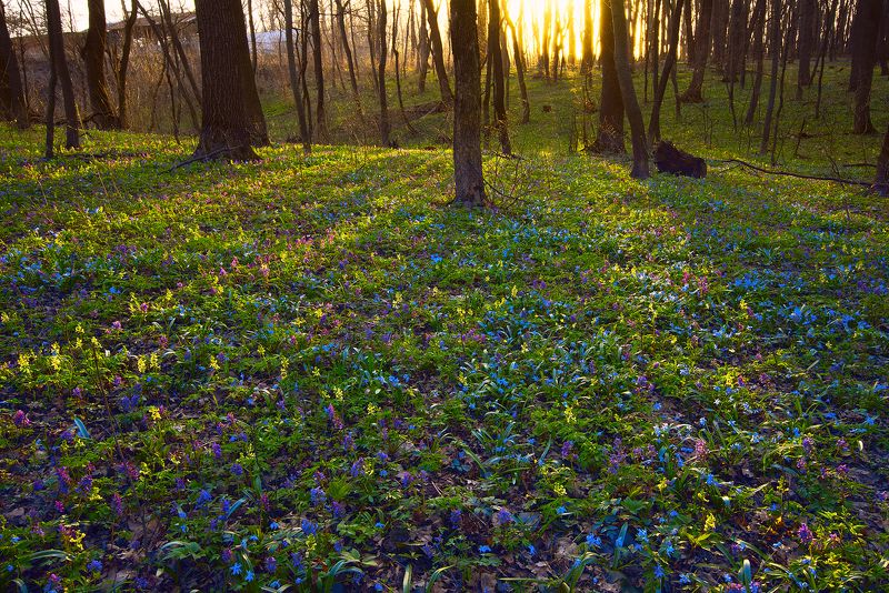 лес Весенний лесphoto preview