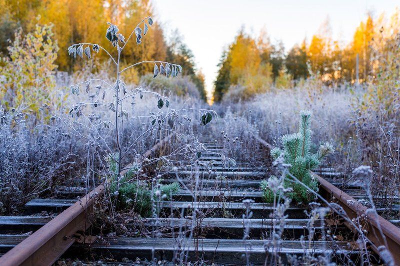 Золотая осень, Изморозь, Ленинградская область, Осень, Растения, Рельсы, Роса, Сосновый Бор, Утро Морозное утроphoto preview