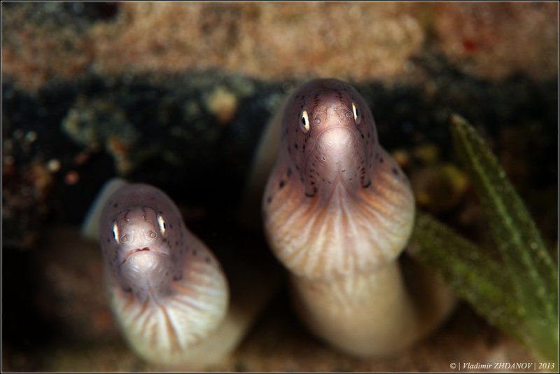 Двое из ларца, одинаковых с лица...photo preview