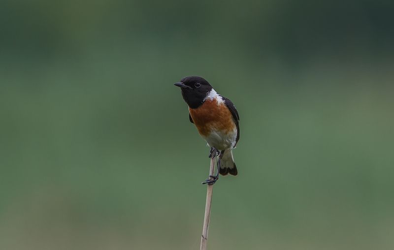Чекан, черноголовый, мухоловковые Чекан черноголовыйphoto preview