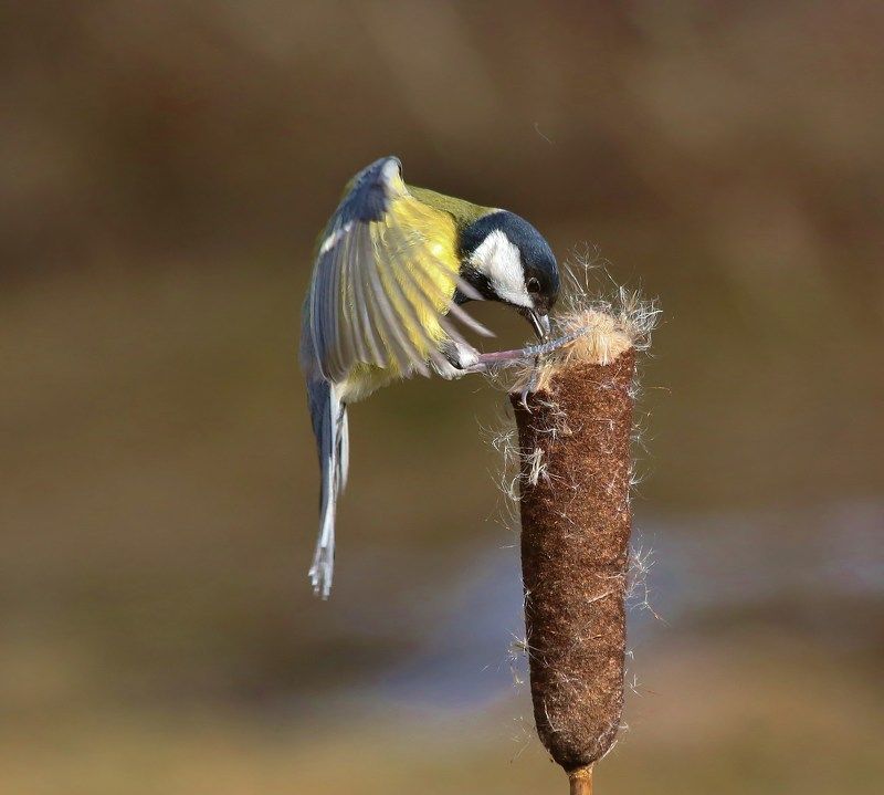 вертикалиphoto preview