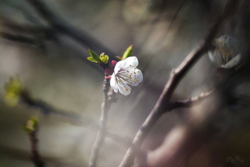 Весеннее вдохновение ...photo preview