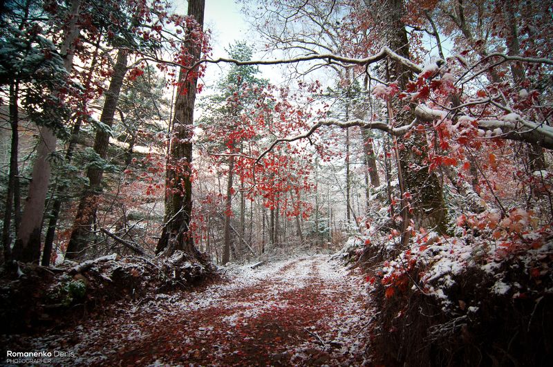 Примеряет лес зимний наряд.photo preview