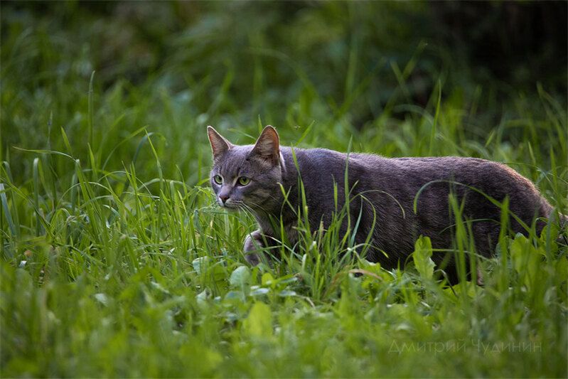 Зелёные глаза фото превью