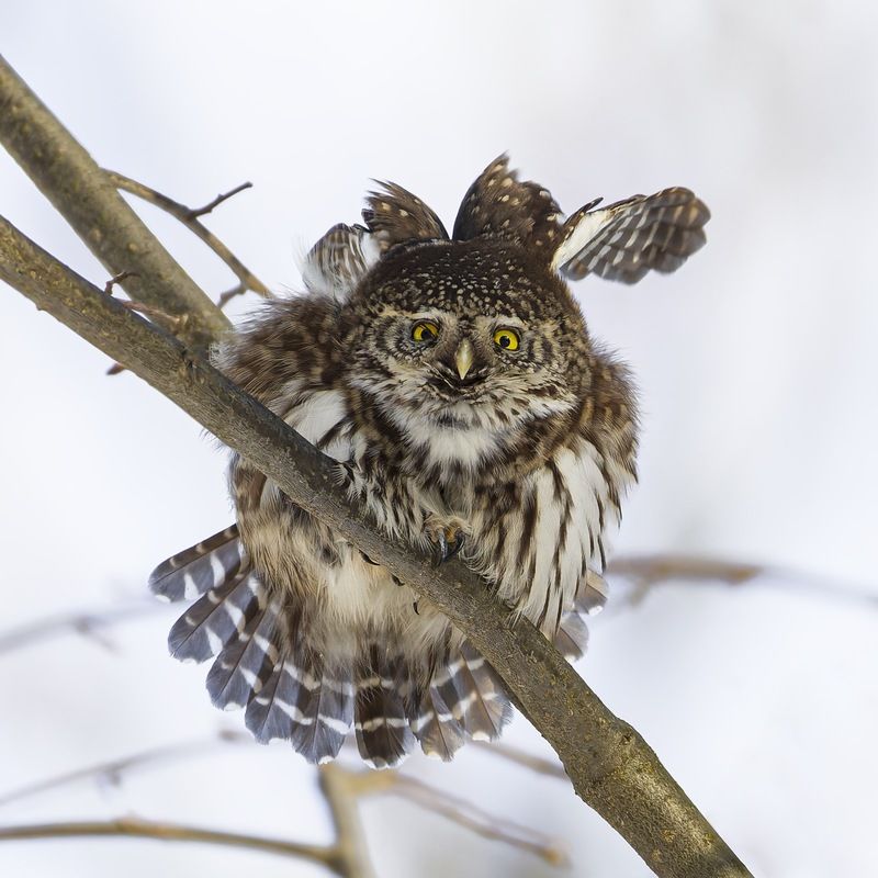 воробьиный сычик, воробьиный сыч, сова, птицы, Воробьиный сычикphoto preview