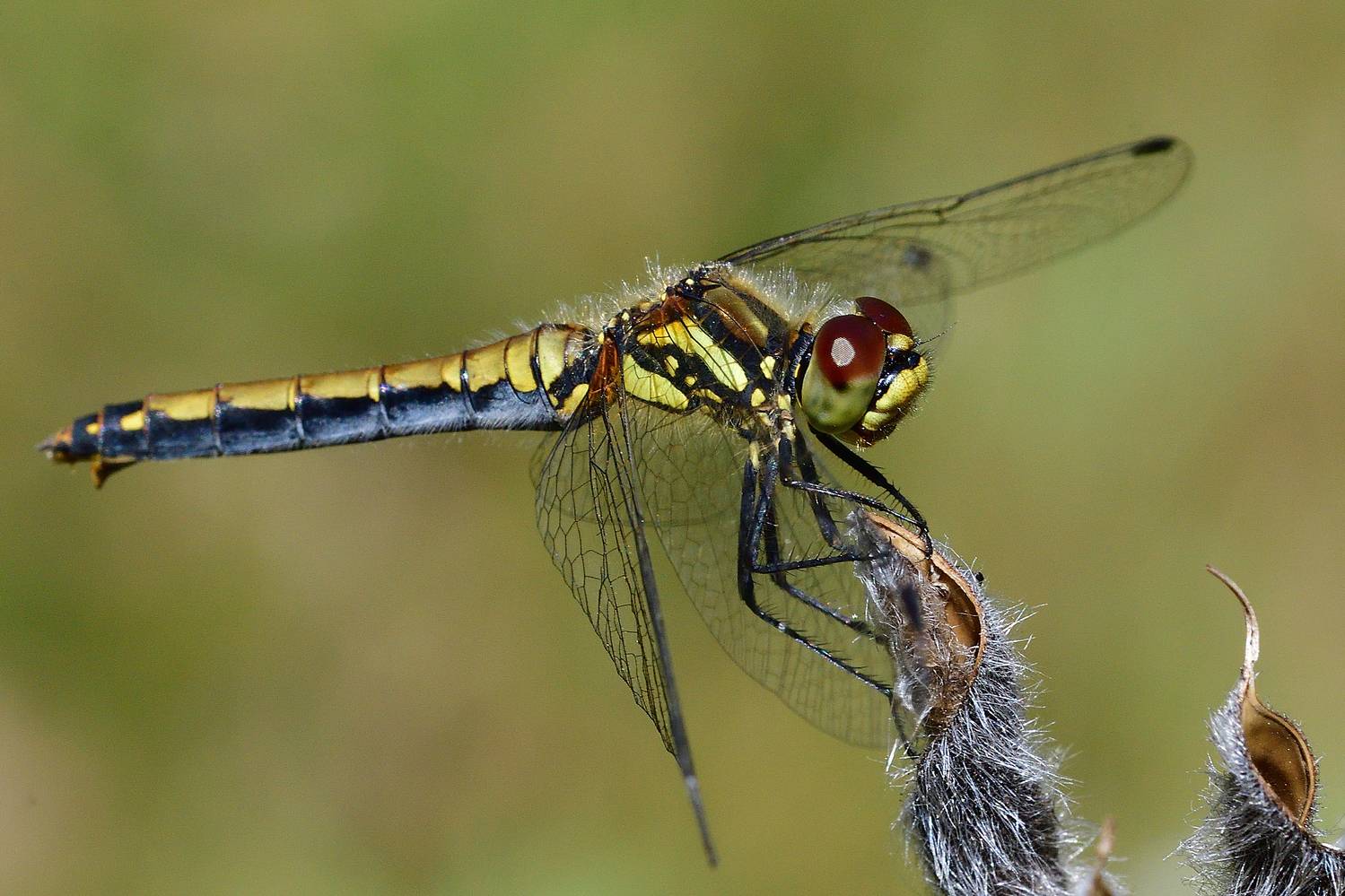 , Корнейчук Игорь