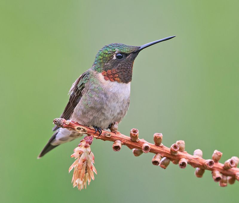 колибри,ruby-throated hummingbird, hummingbird Ruby-throated Hummingbird male -Рубиновогорлый Колибриphoto preview