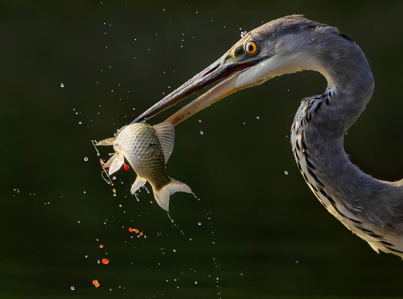 Серая цапляphoto preview