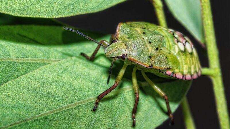 клоп щитник макро green  Красавец хоть куда!photo preview