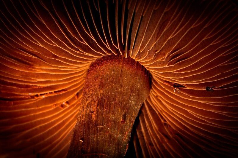 гриб Гриб фото превью