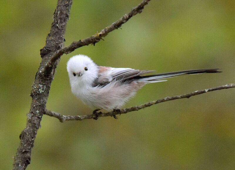 Пушистикphoto preview