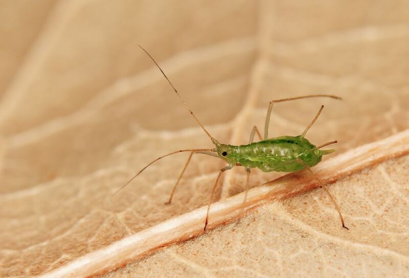 макрофото, макрофотографии, фотомакро, насекомые, макромир, макрофотограф, макроаддикт, макро_мир, naturelovers, naturelover, naturephotography, macrolove, macro_love, biodiversity, macrophotography, macro, macronature, entomology, arthropods, arthropod,  macrosiphum euphorbiae (potato aphid) фото превью