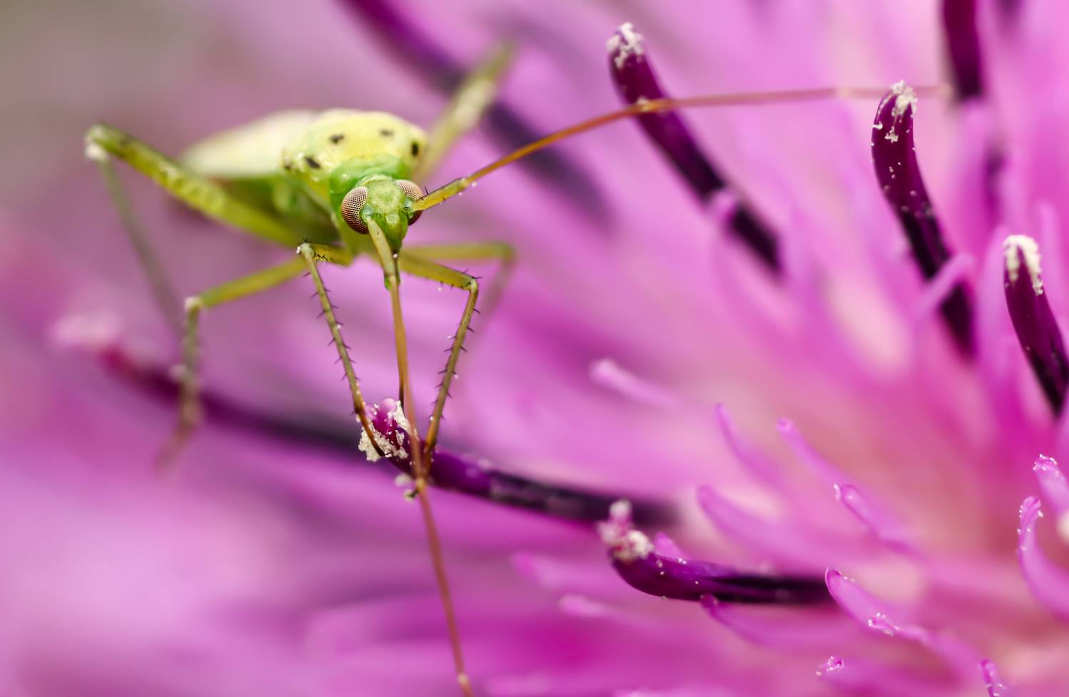 насекомые, таракан, зелёный клоп, сверчёк, Лапин Сергей
