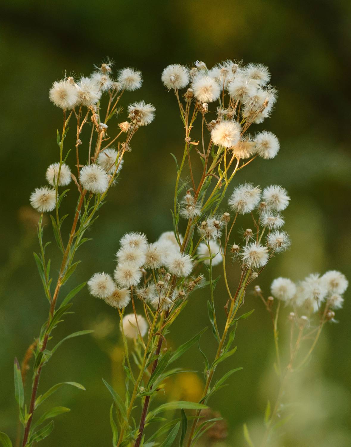 , Лысенко Сергей