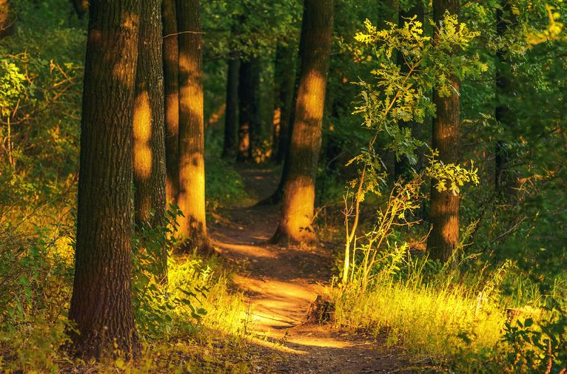 Среди дубов.photo preview